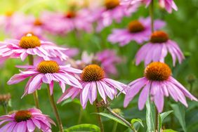 purple coneflowers garden