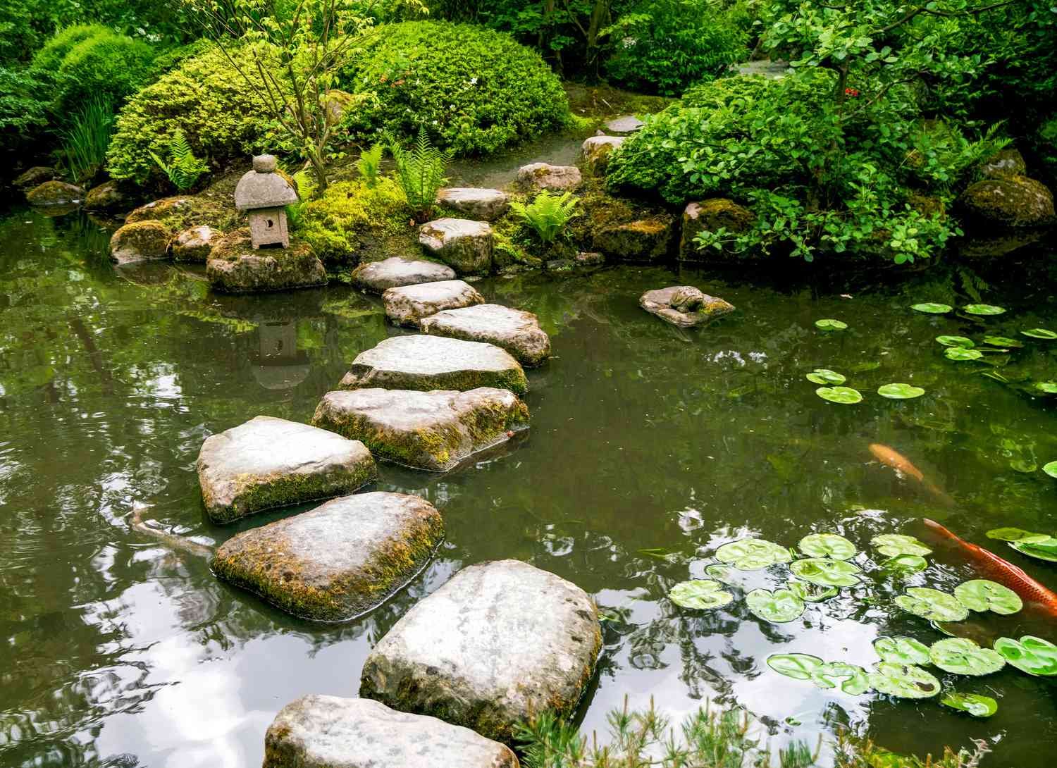 Koi pond with stepping stones