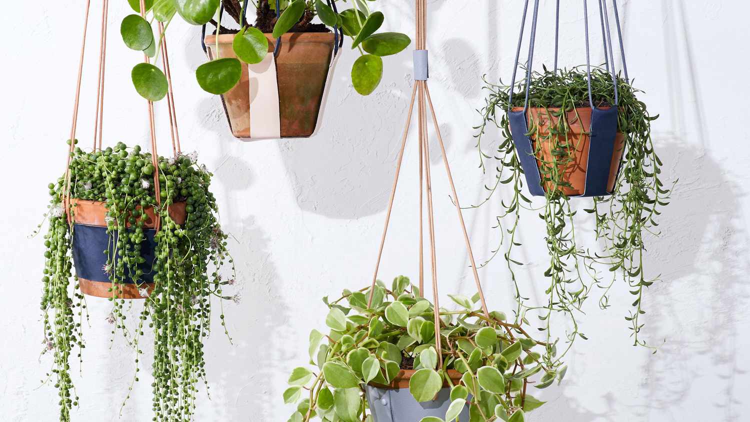 hanging plants