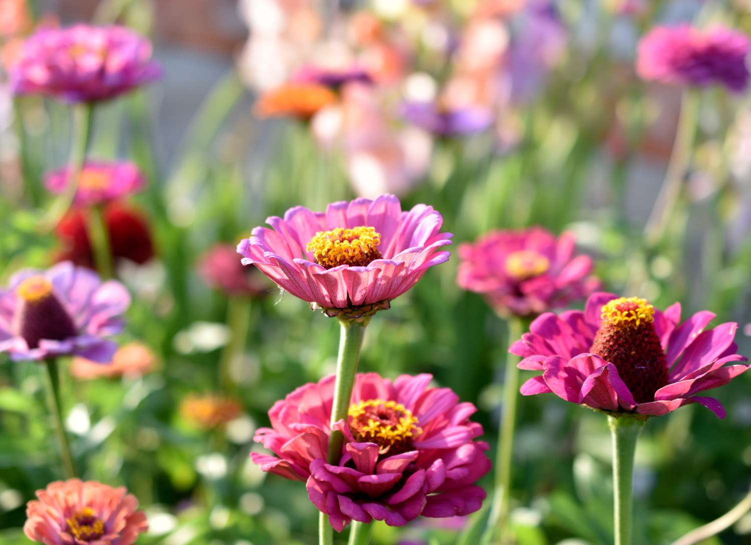 Zinnias with pink blooms in the sunshine