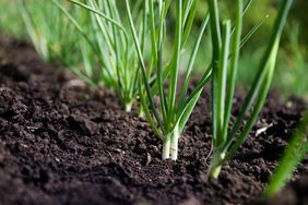 Young green spring shoots of green onions in the garden. 