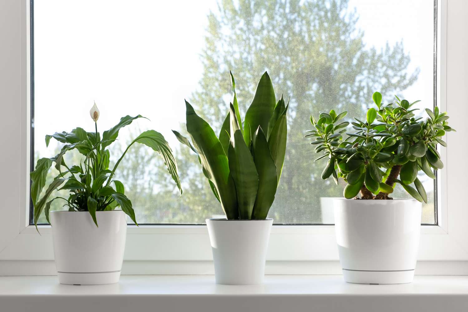 Three potted plants on a windowsill