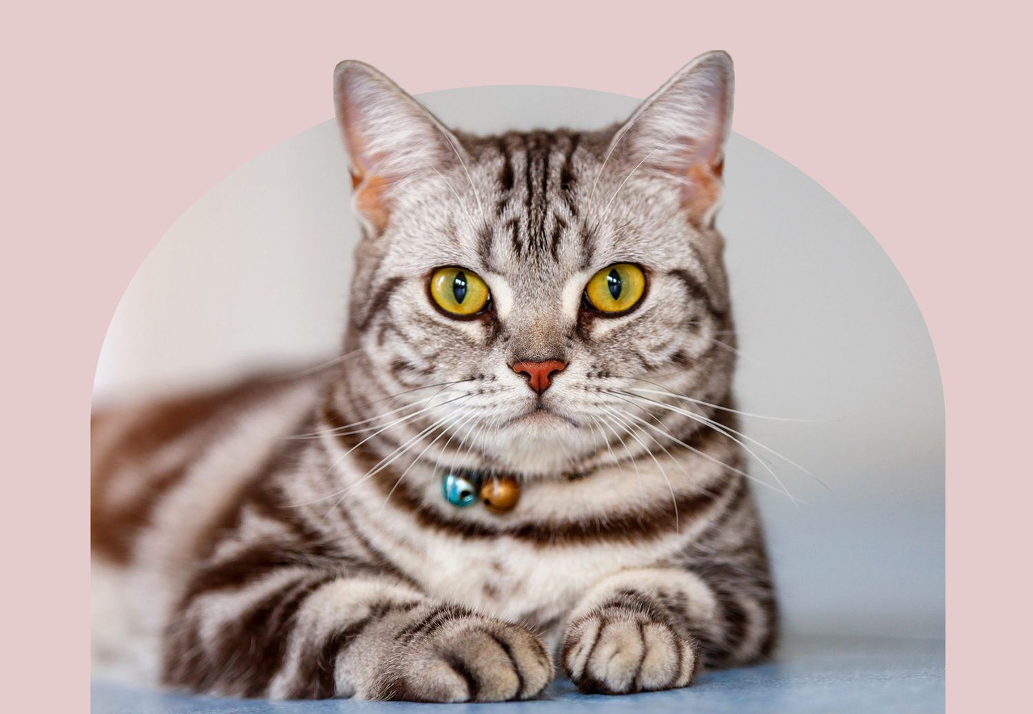American Shorthair cat