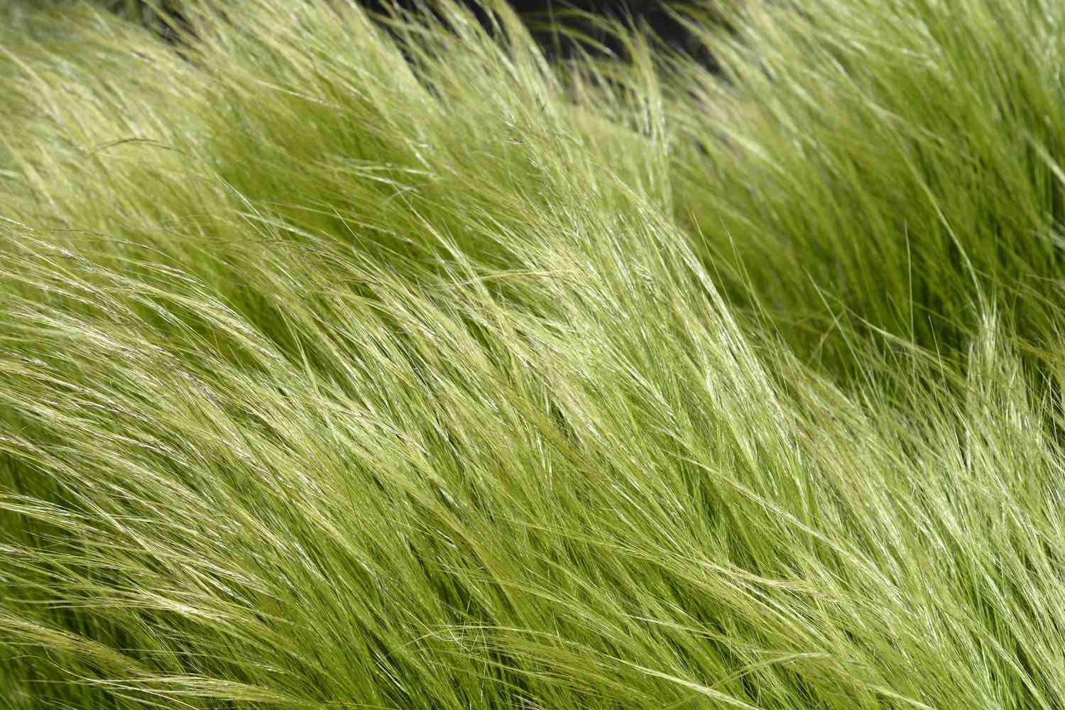 Mexican Feather Grass