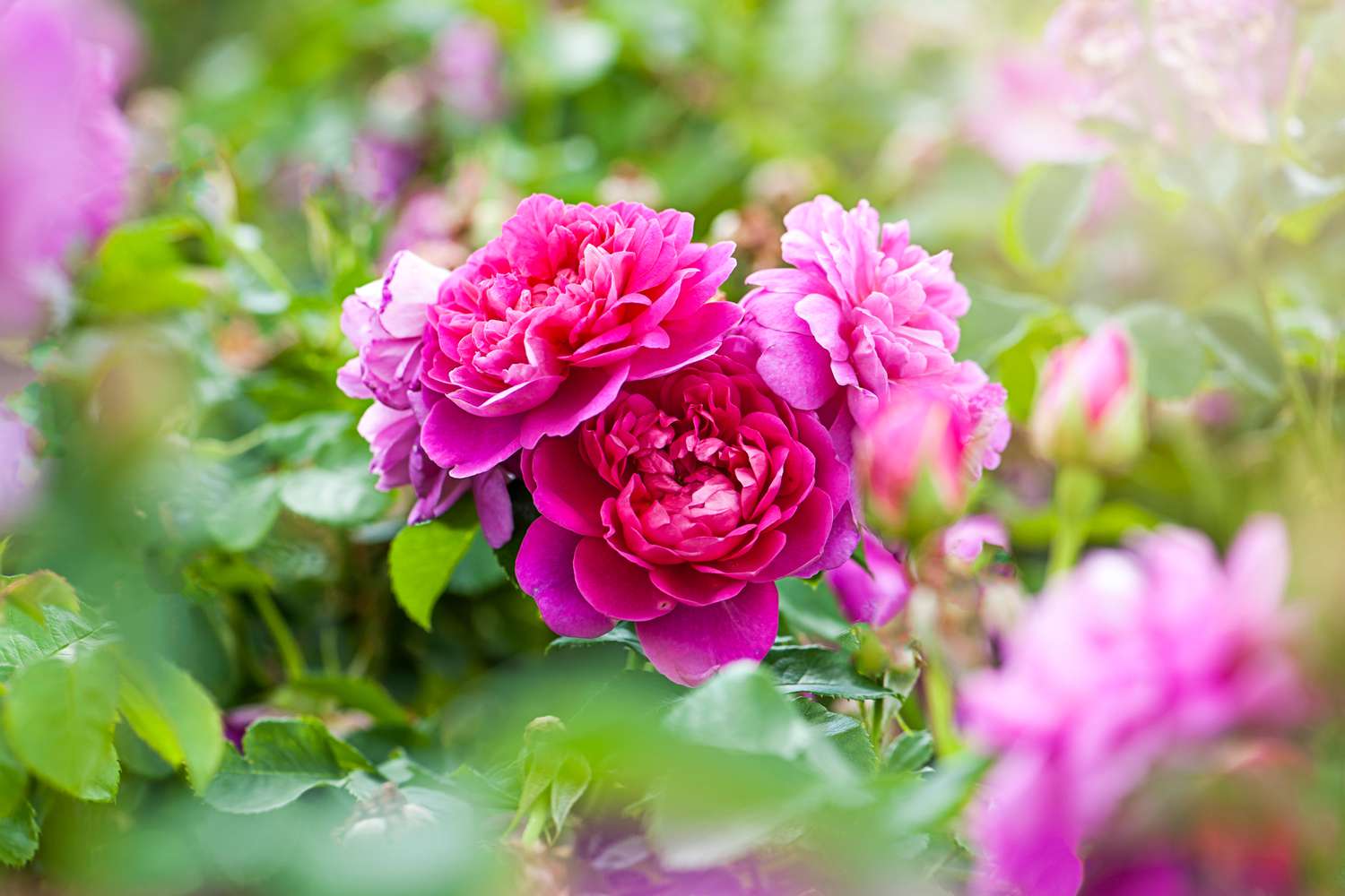 pink knock-out roses