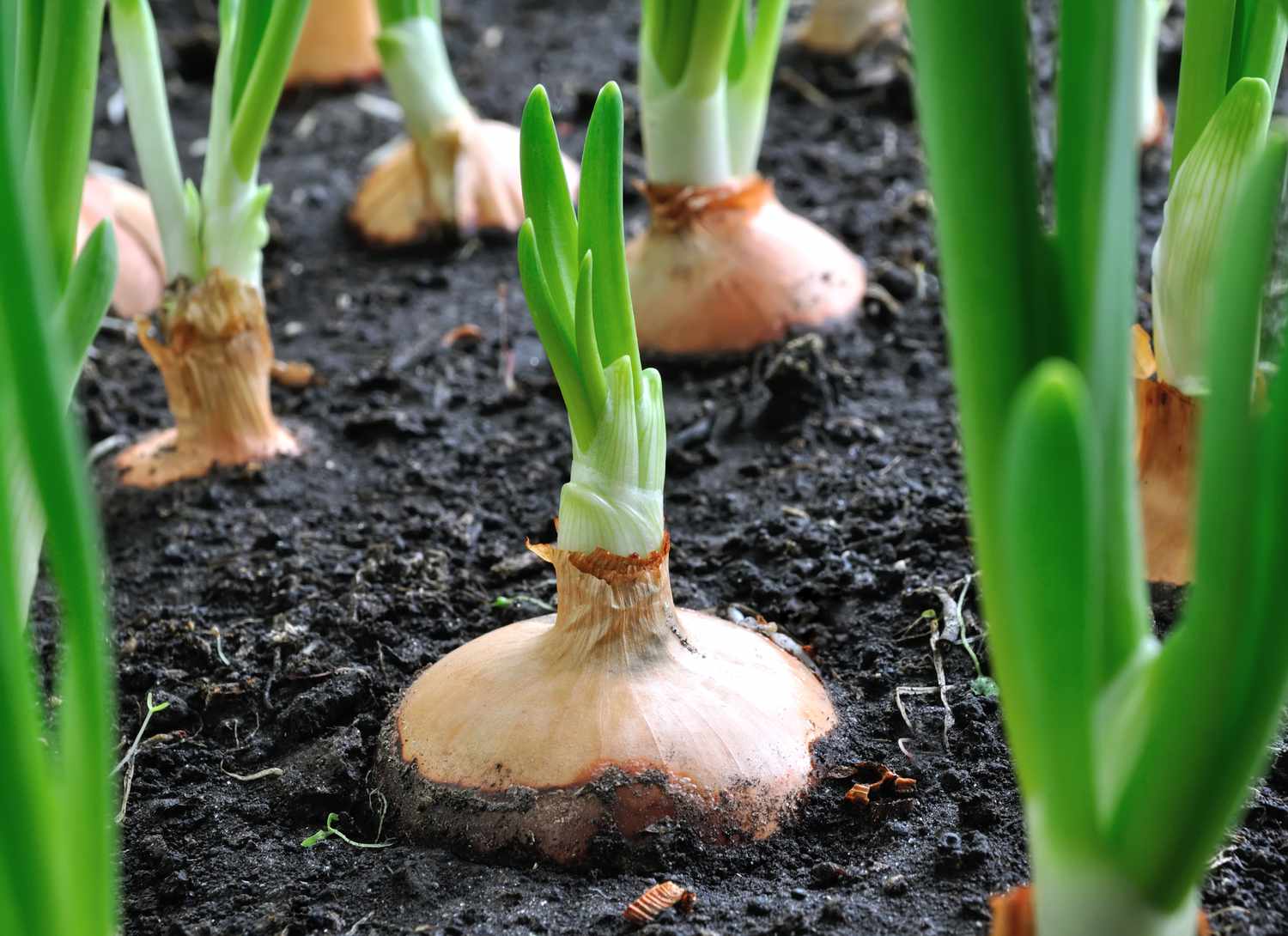 onions growing in a garden