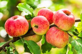 Apple tree