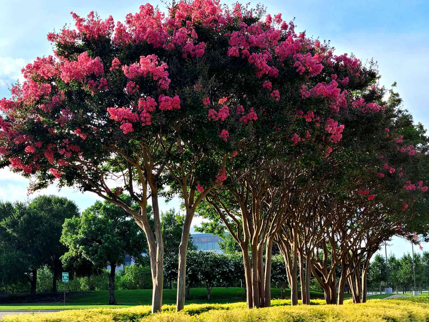 crape myrtle trees