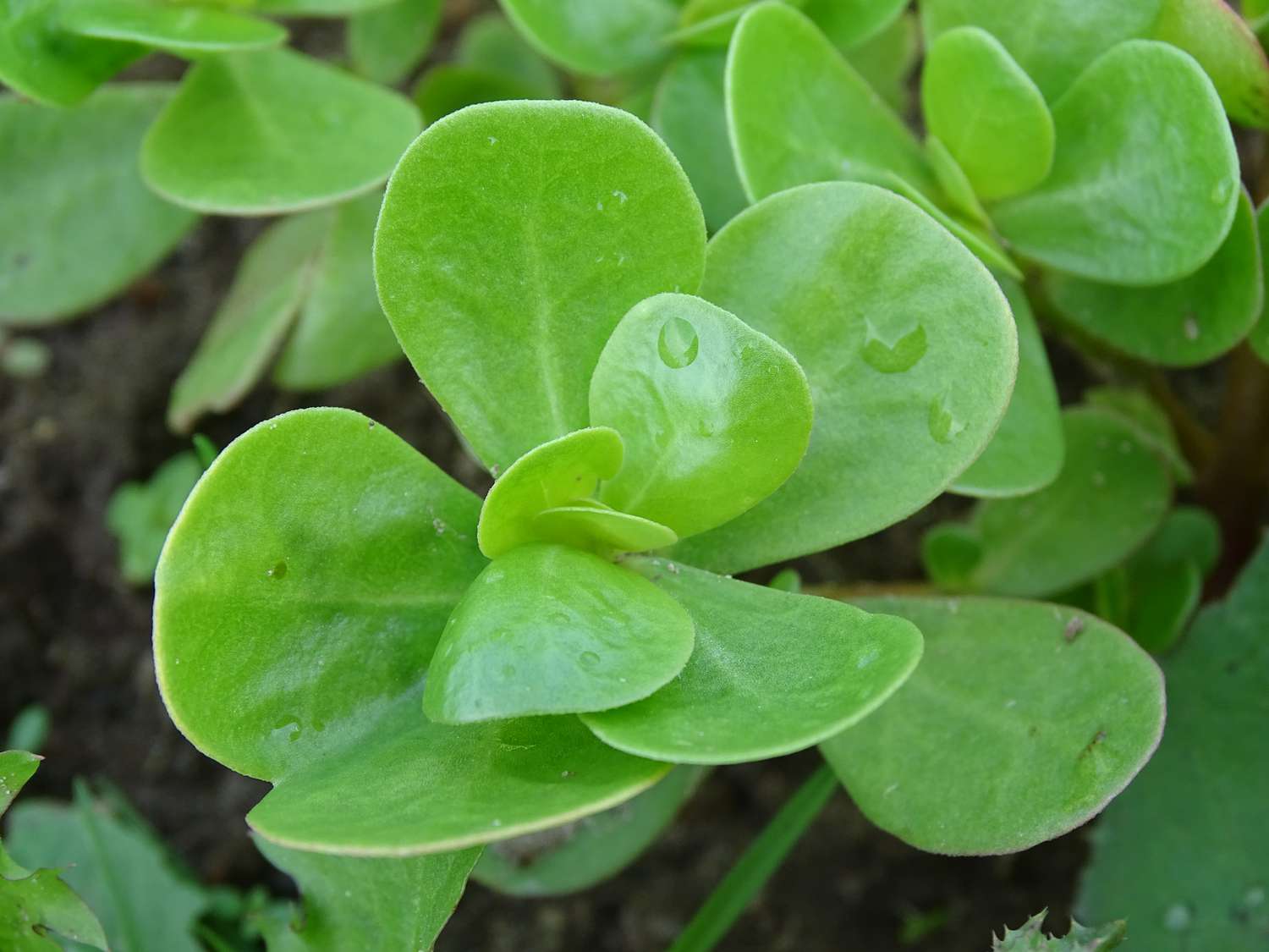 Close up of purslane plant