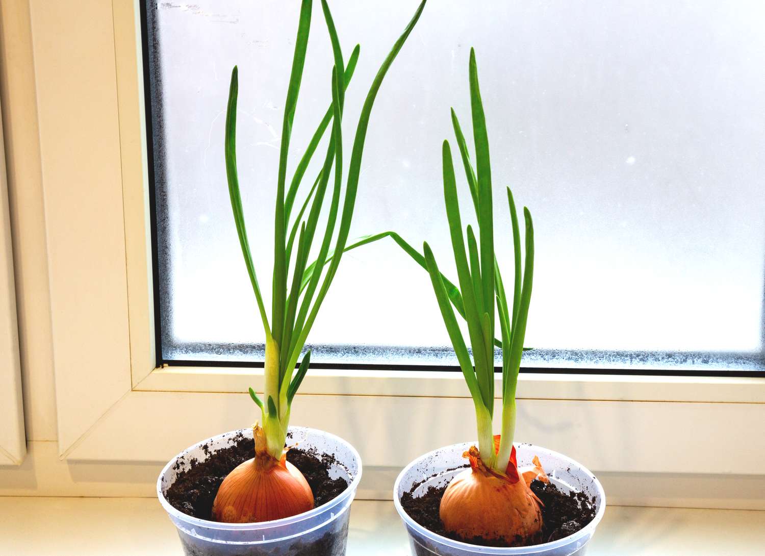 two onions growing indoors on a window sill