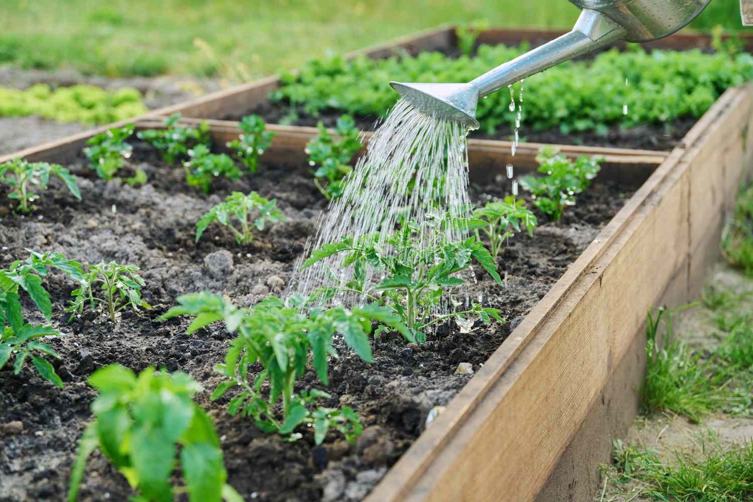 Watering plants in a raised garden bed with a watering can young green plants growing in soil