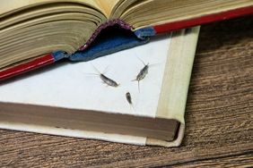Insects on an open and a closed book on a wooden surface