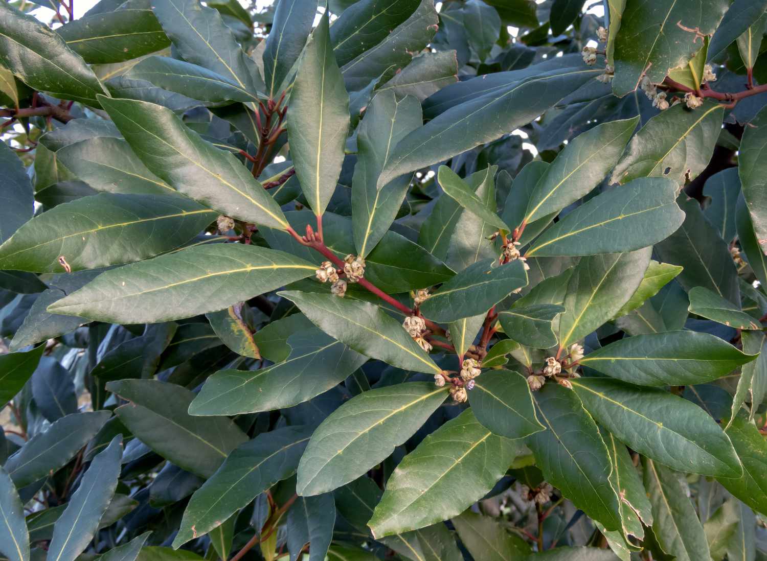 bay laurel 