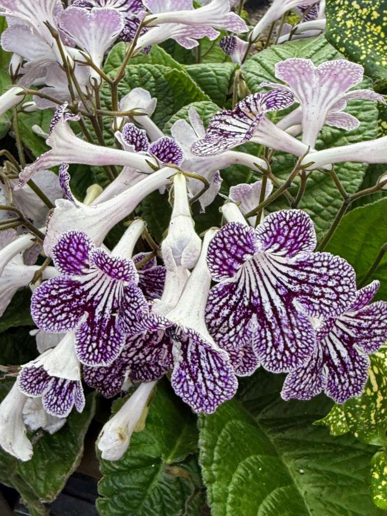 Cape-primrose blooms, Streptocarpus ‘Grape Ice’ with deep purple blossoms. 