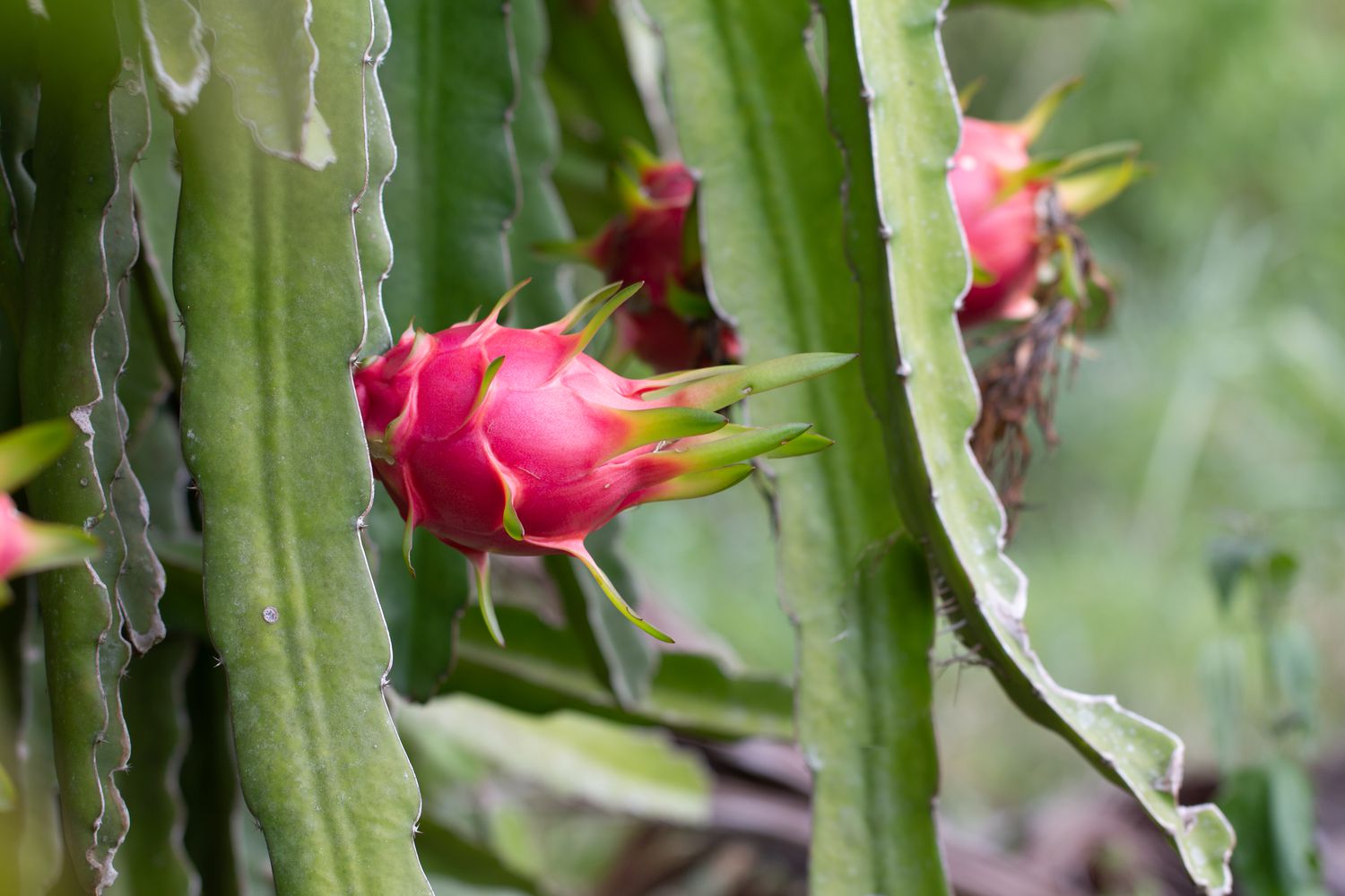 Dragon fruit