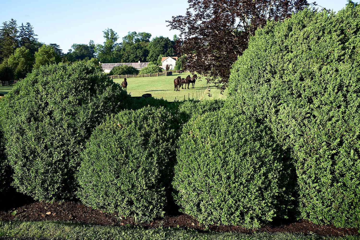 horse farm spruce fence line