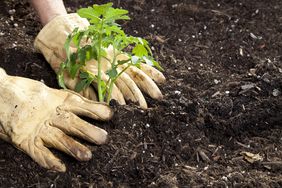 Planting in the garden