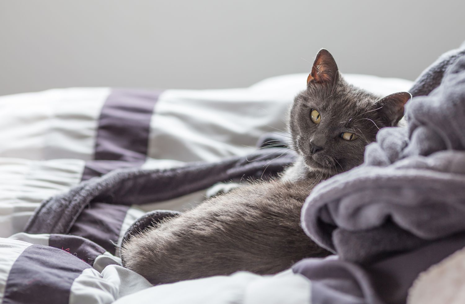 Burmese cat lying on bed