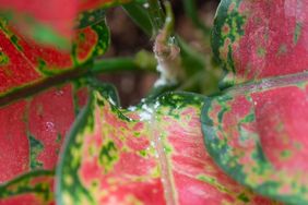 Closeup of plant leaves affected by powdery mildew