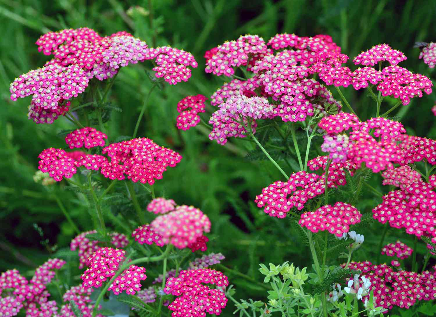 pink yarrow growing in a garden