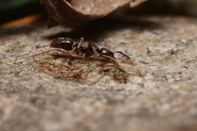 Asian needle ant