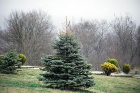 A lone evergreen tree in a grassy area with bushes and bare trees in the background