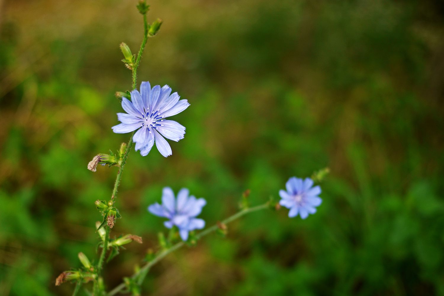 chicory flower