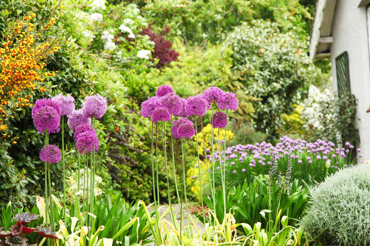 Allium flowers keeping mosquitoes out of the yard