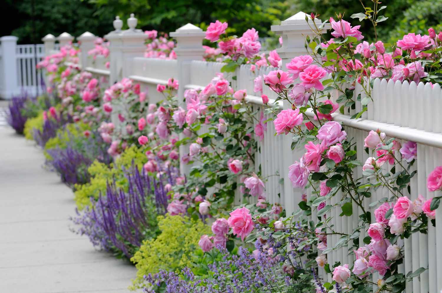 White fence with pink roses