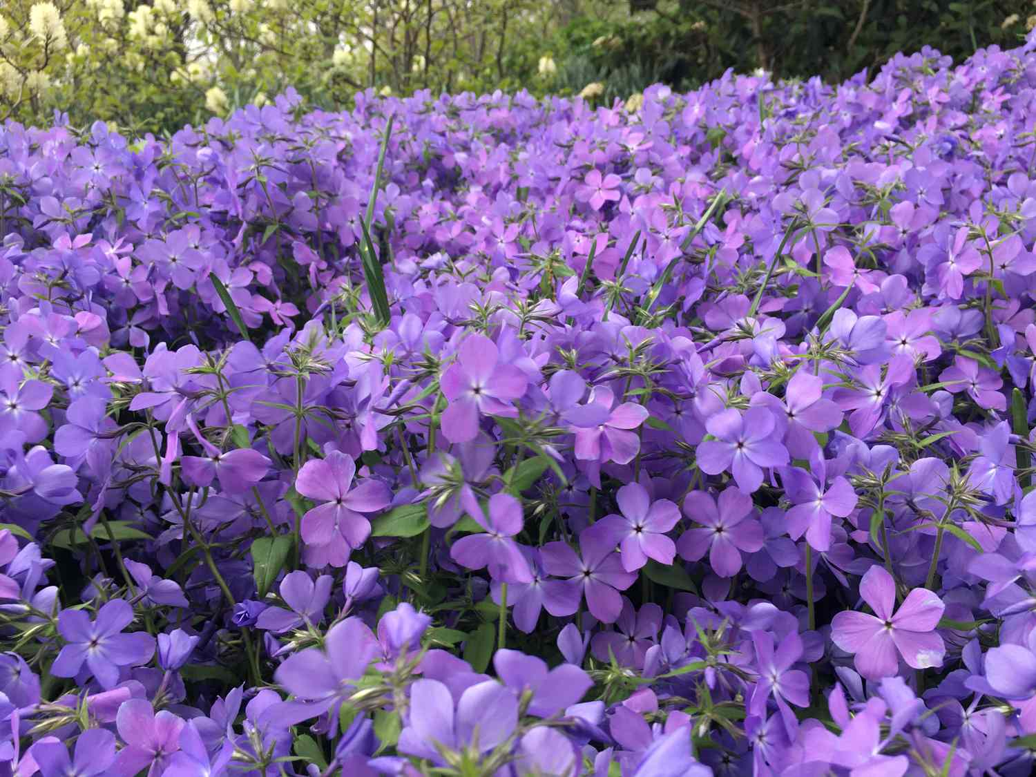 A field of flowers in full bloom densely packed appearing to be covering the ground with foliage