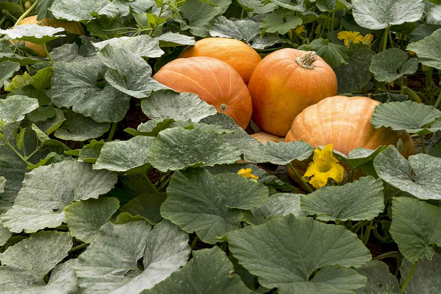Closeup of pumpkins on a vine in the garden