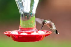 A hummingbird drinking from a red feeder
