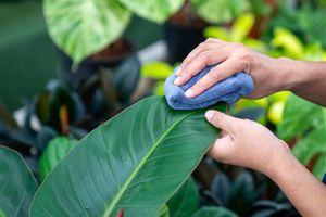 Person cleaning a large leaf of a houseplant using a blue microfiber cloth