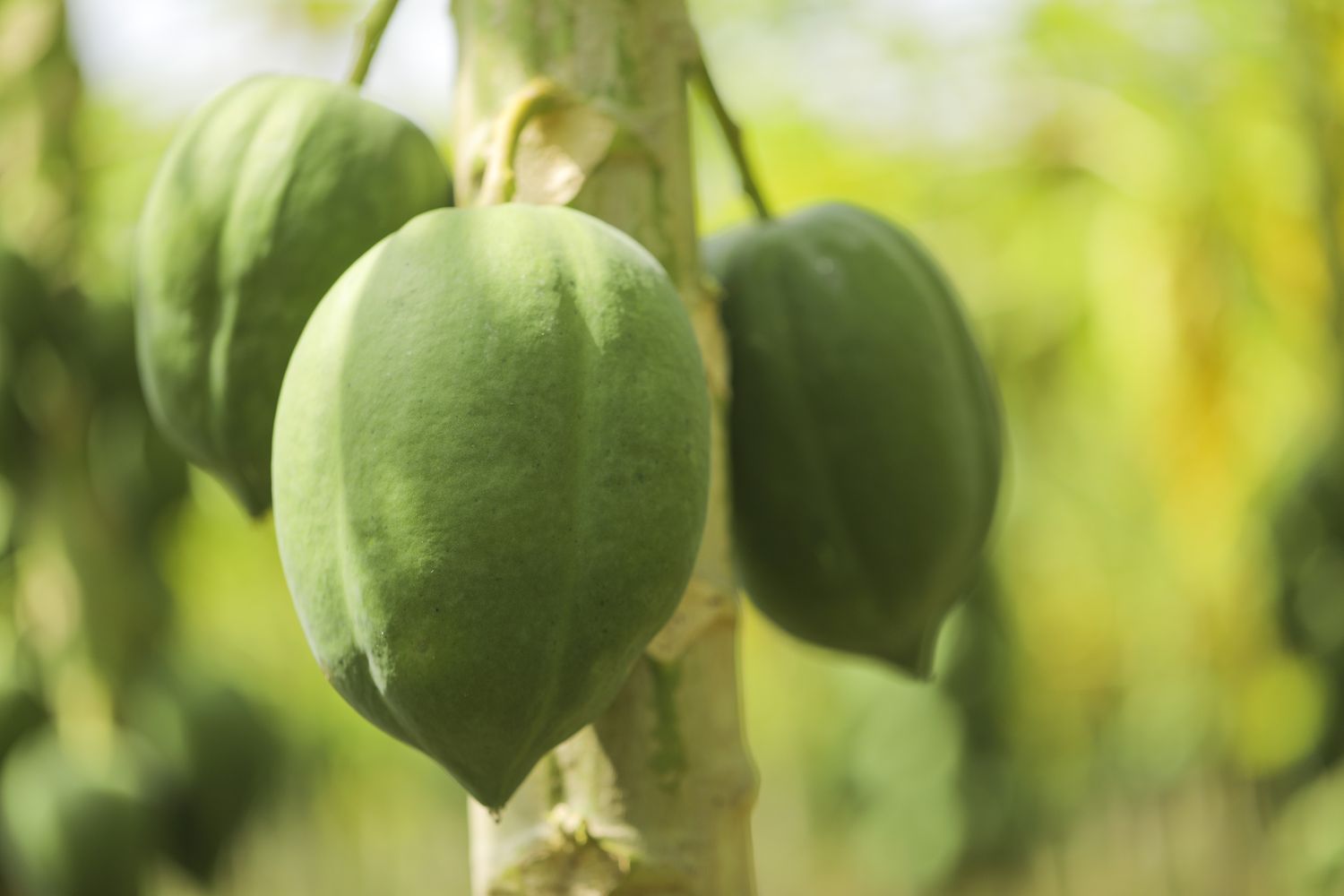 Papaya fruit bunch at papaya farm