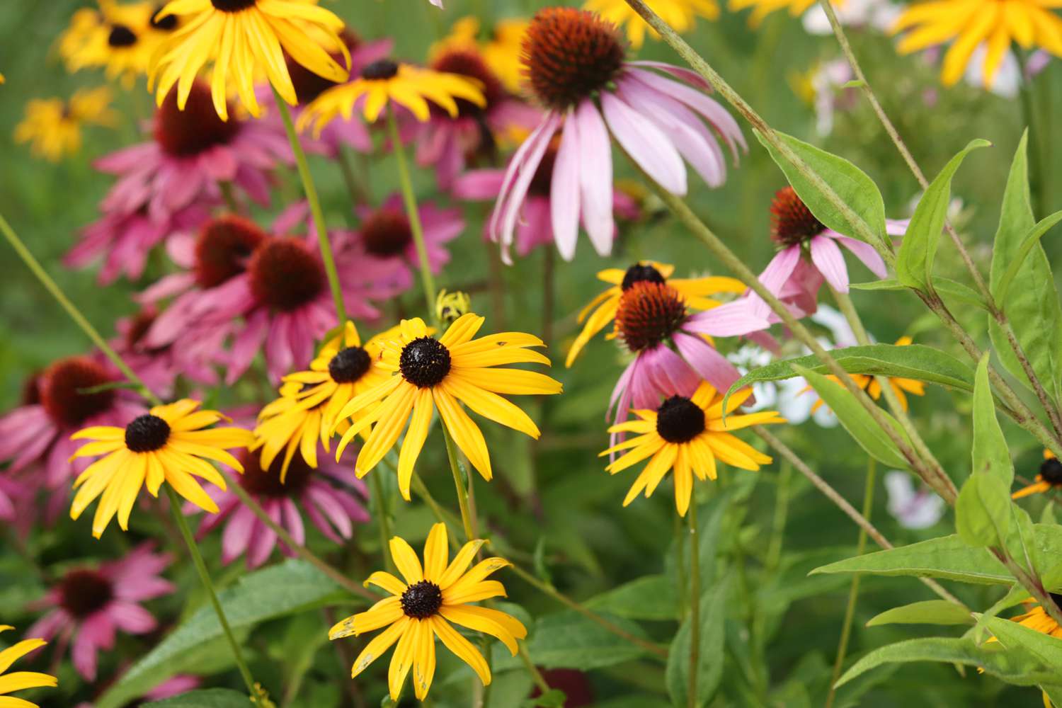 yellow and pink flowers in a field