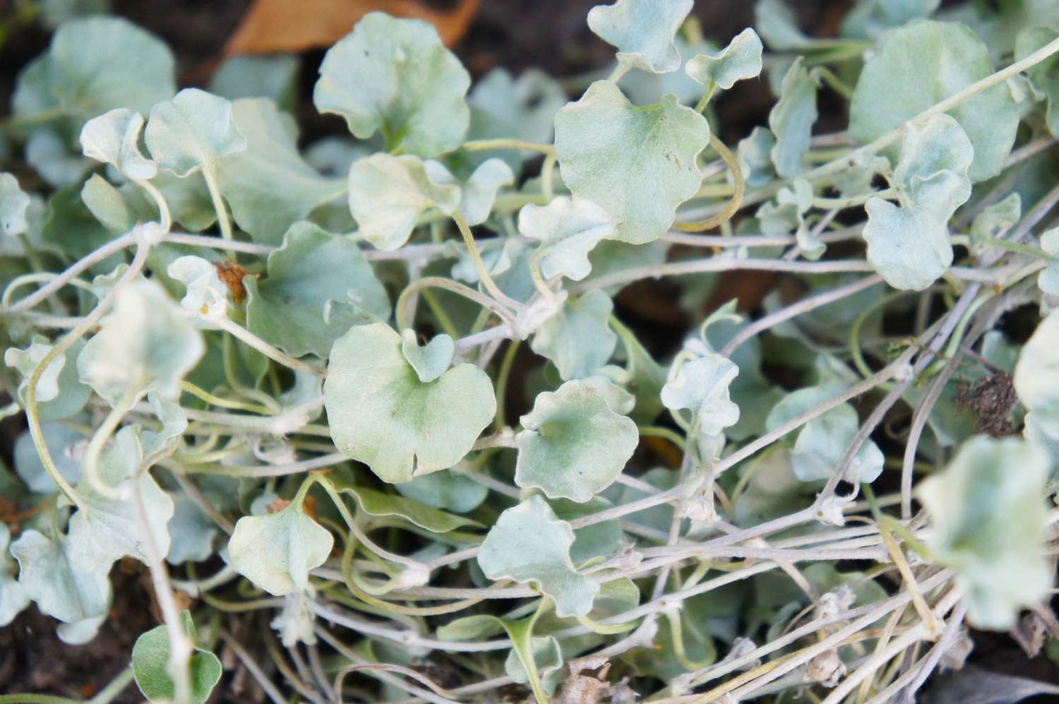 Dichondra argentea silver falls ponysfoots green plant