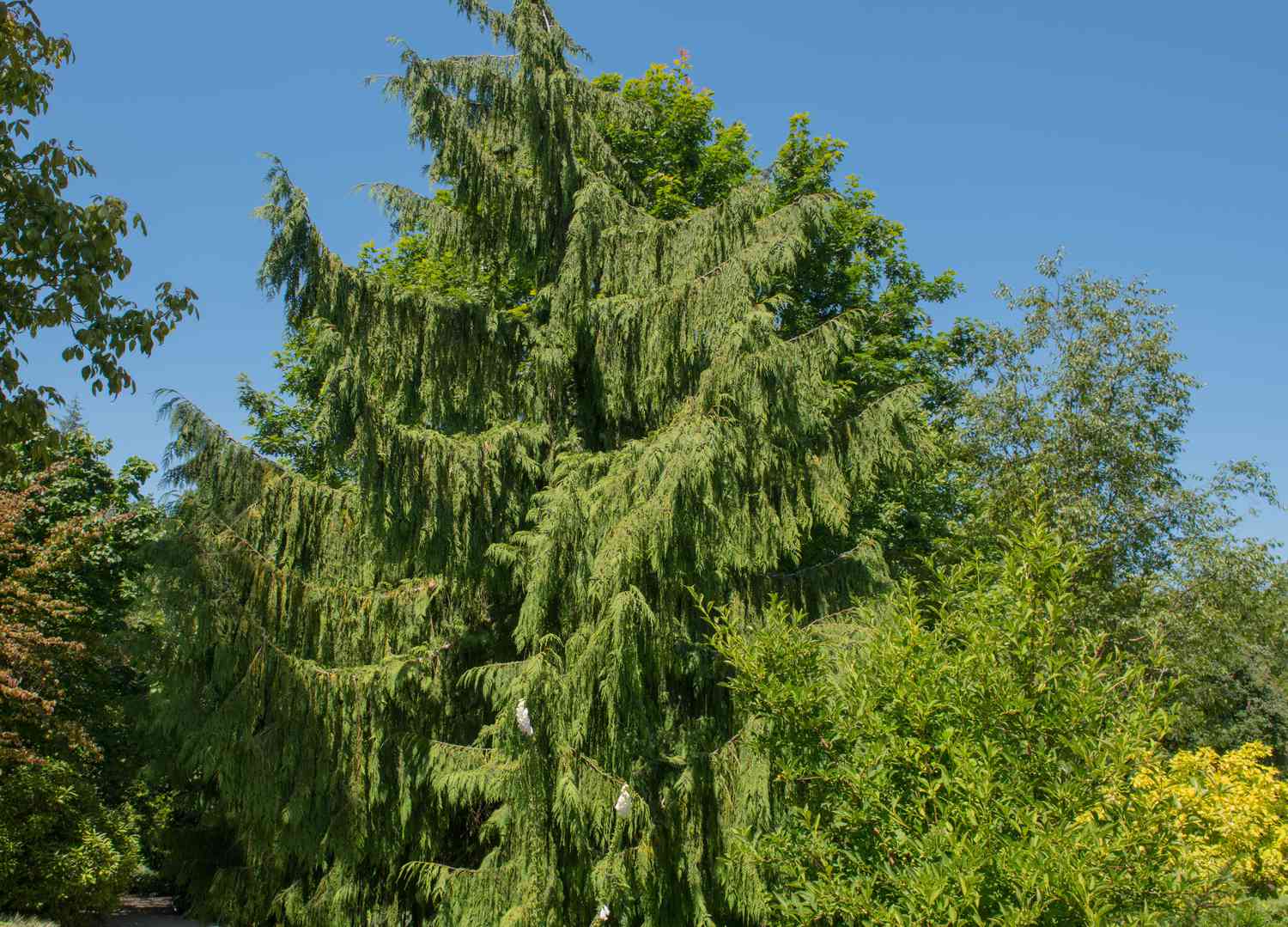 Weeping Cypress Tree Native to North America