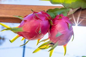 Two dragon fruits growing on a plant with sunlight shining through