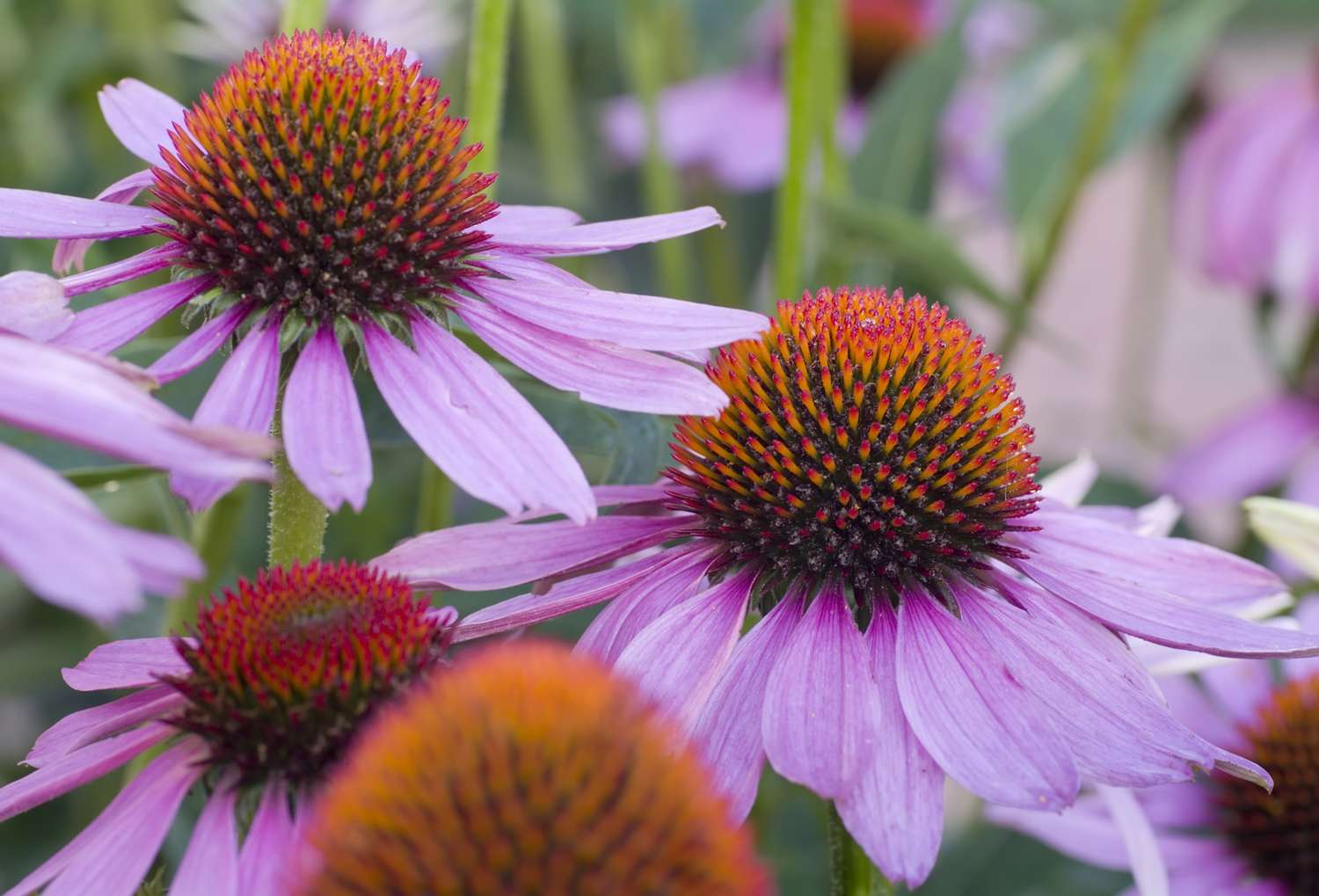 Echinacea / Purple Cone Flower