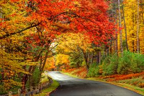 A scenic road winding through a forest adorned with autumn foliage