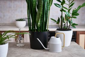 Potted Sansevieria and Zamioculcas house plants on concrete table at home.