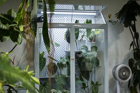 Indoor greenhouse with various potted plants and a fan nearby