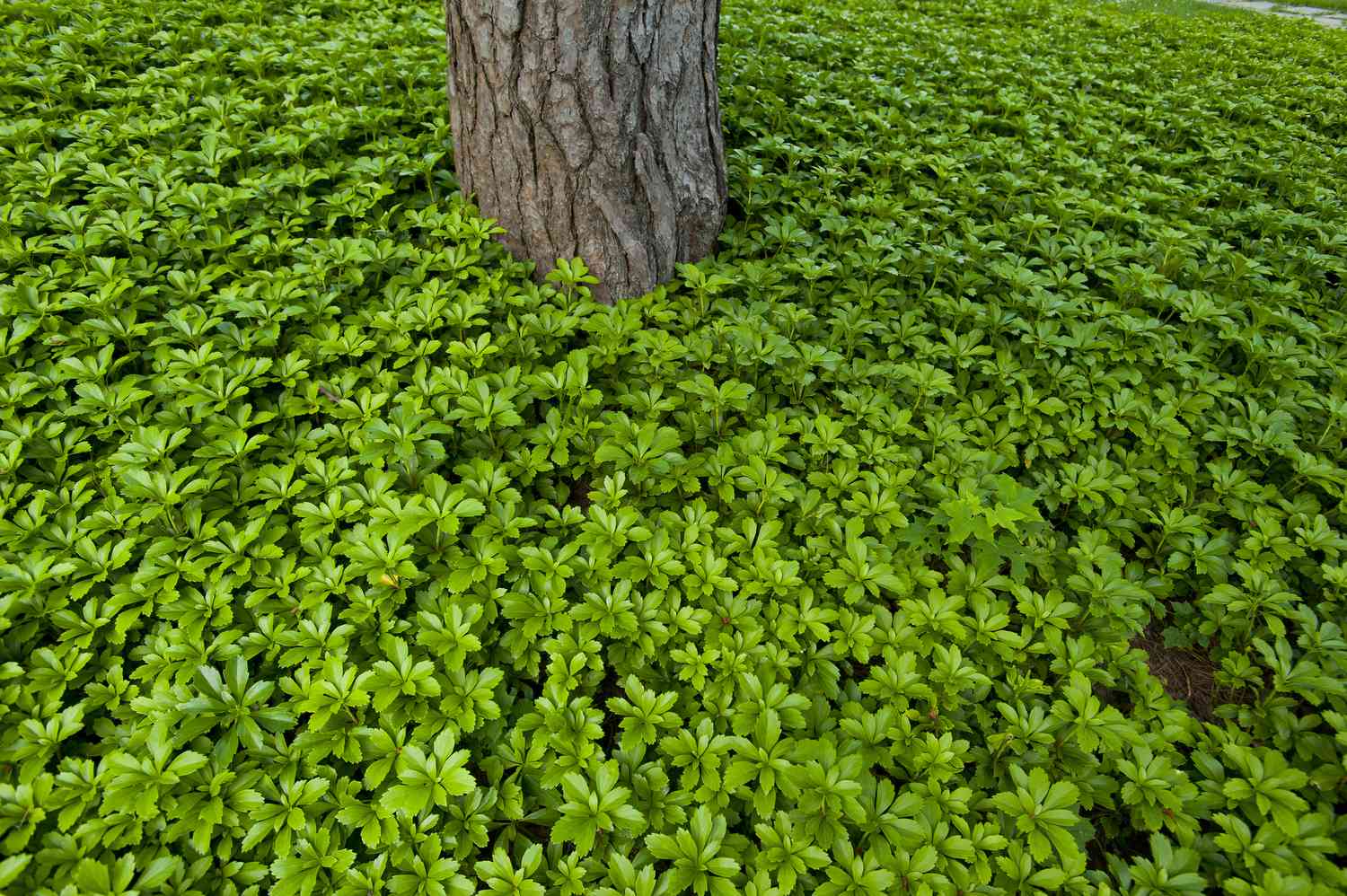 USA, Massachusetts, Newton, Pachysandra plant carpet and tree trunk