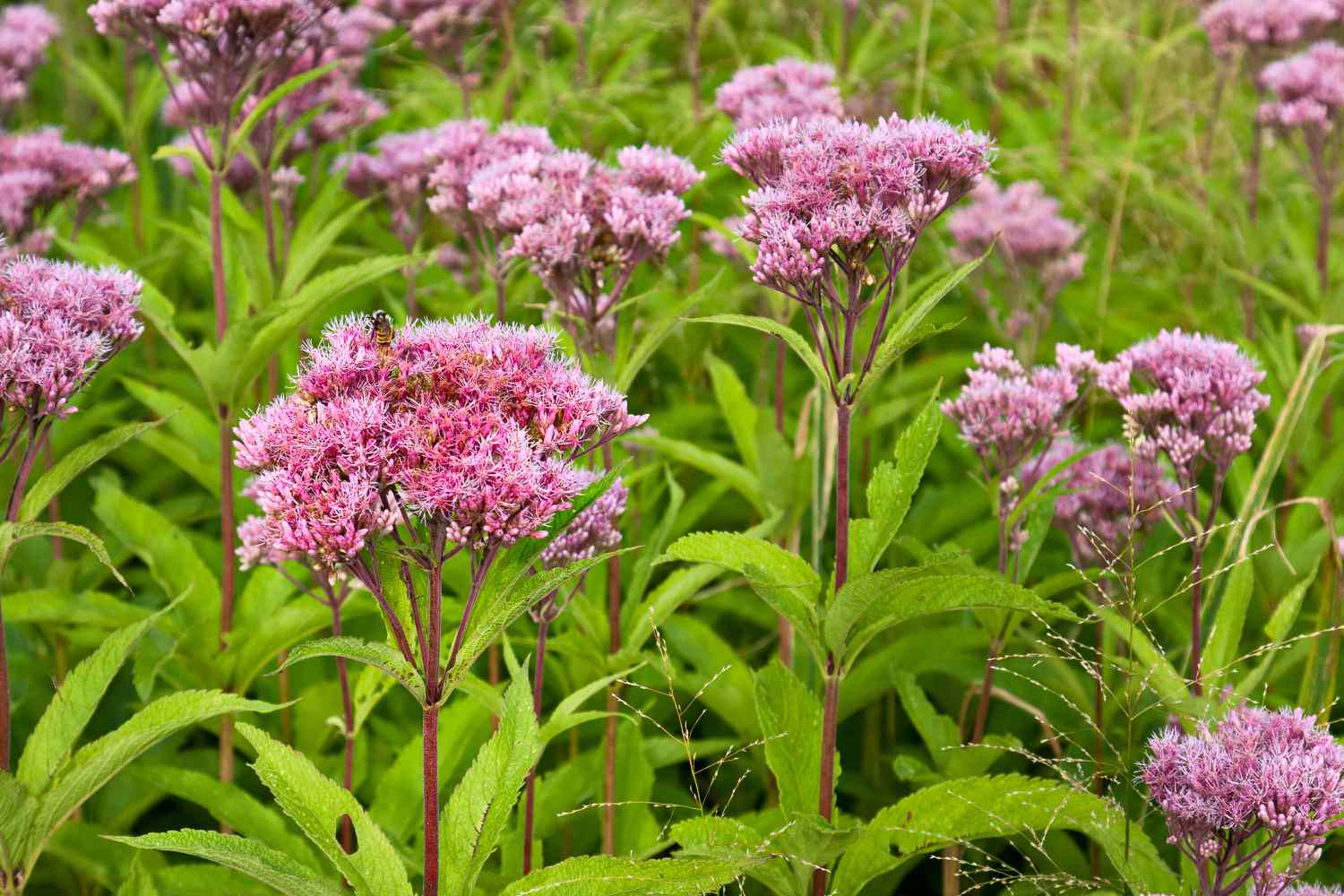 joe pye weed in a field