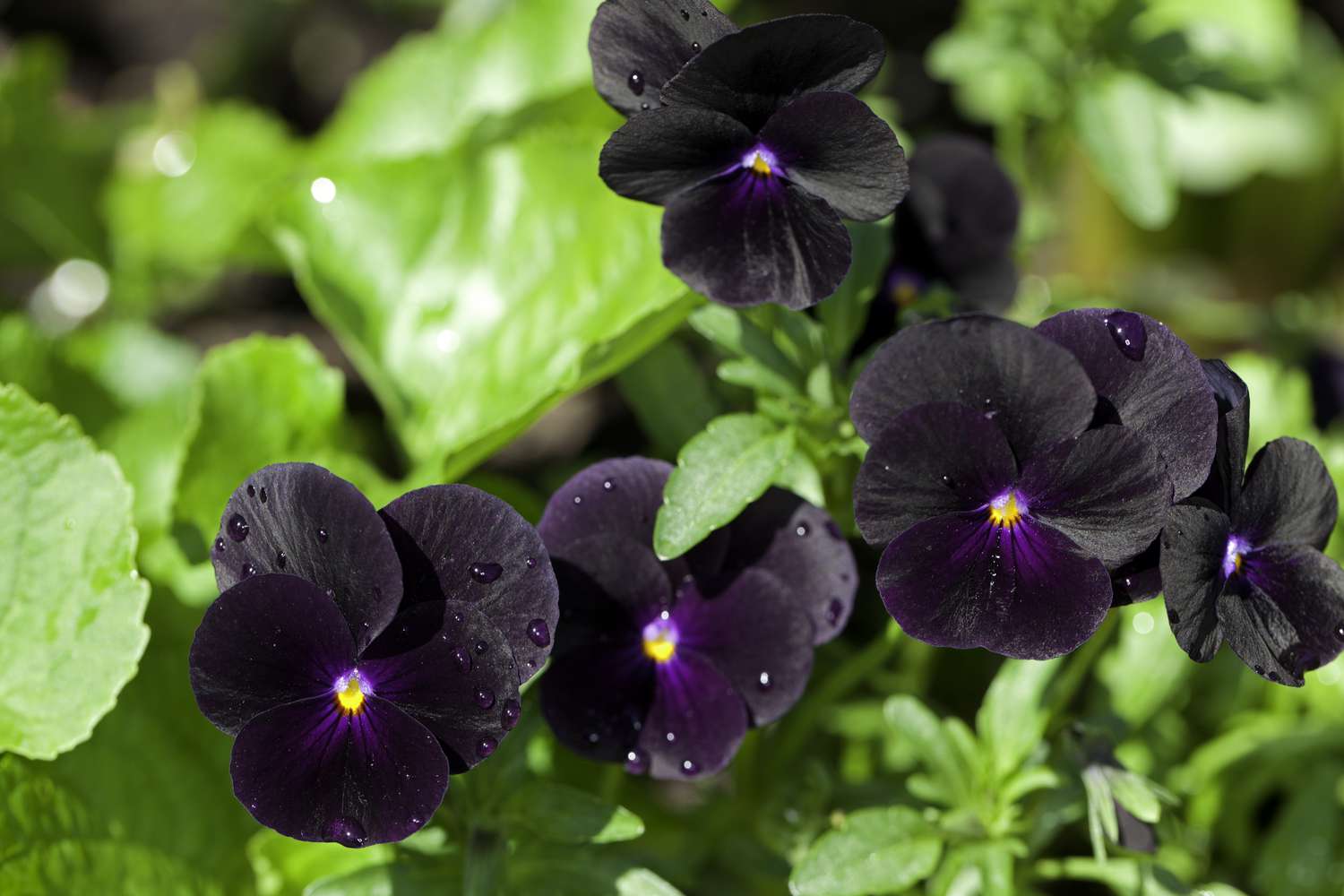 viola black delight