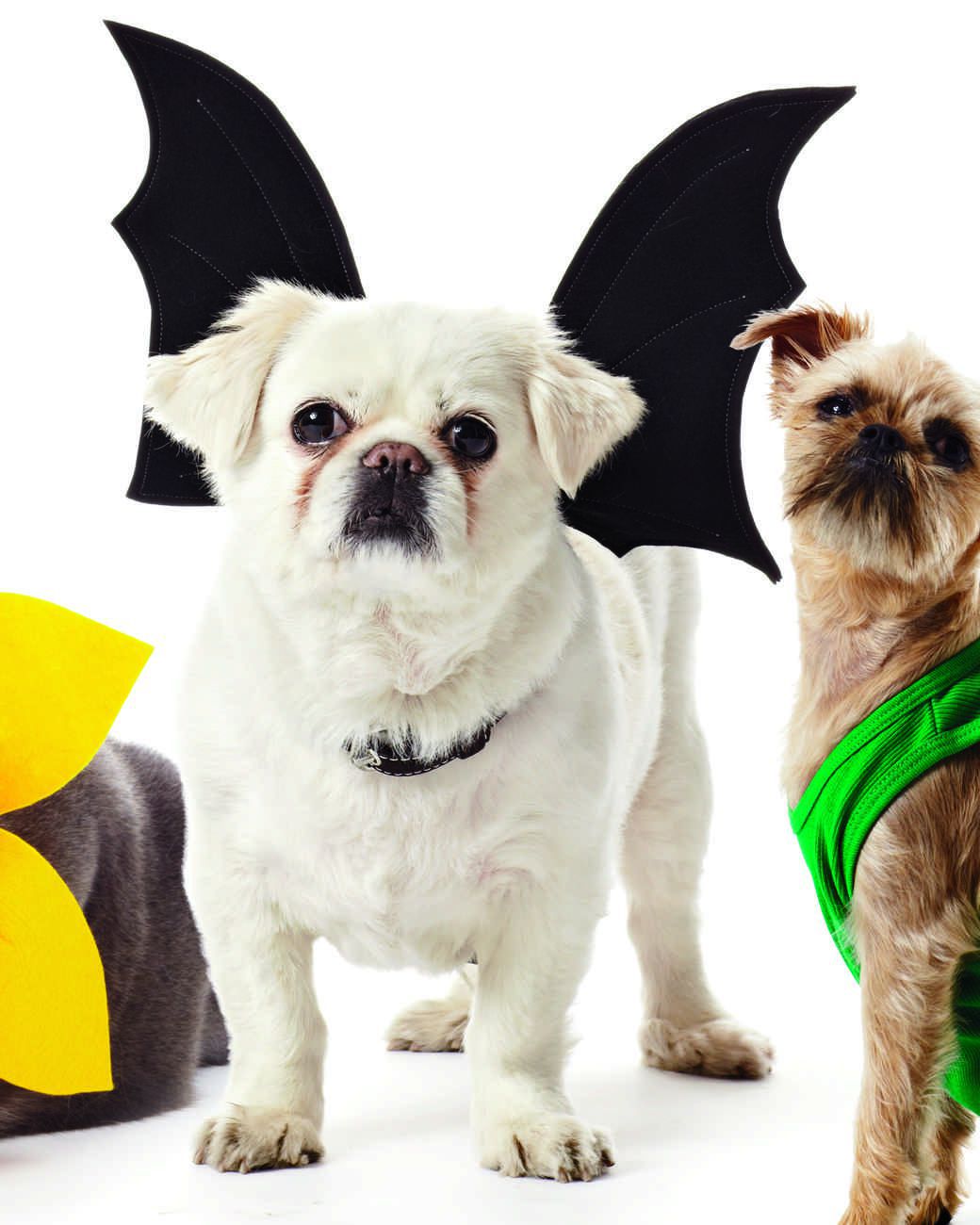 Dog bat costume 