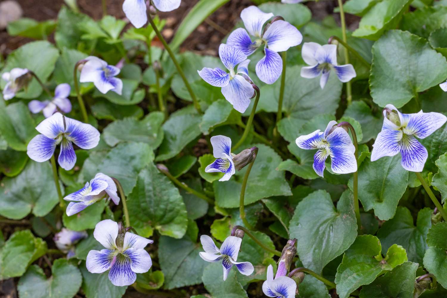 Viola sororia are native to eastern North America.