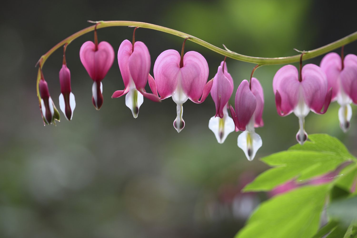 Bleeding heart (Dicentra spectabilis) flowers lined up on their stem.