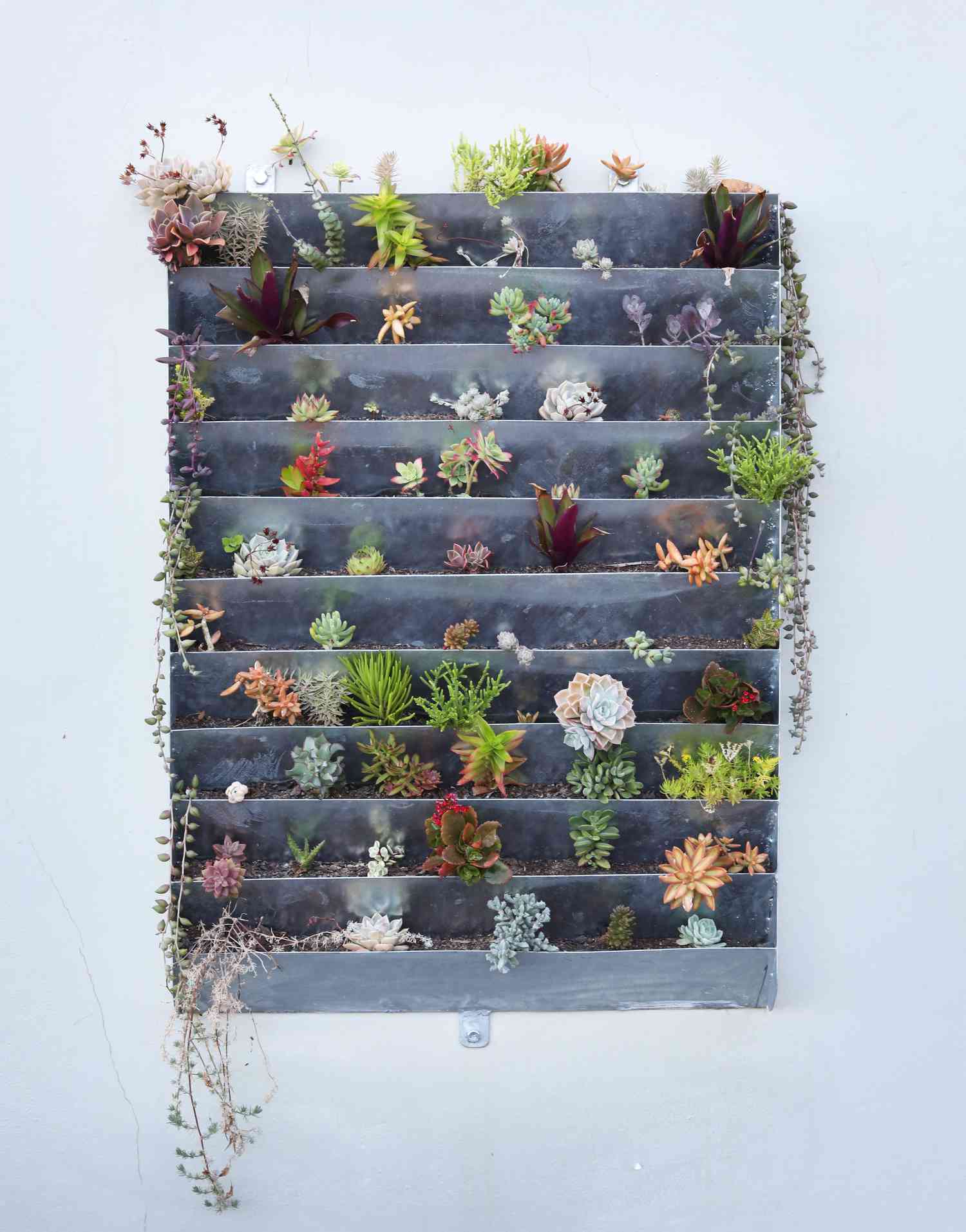 Metal shelf succulent garden
