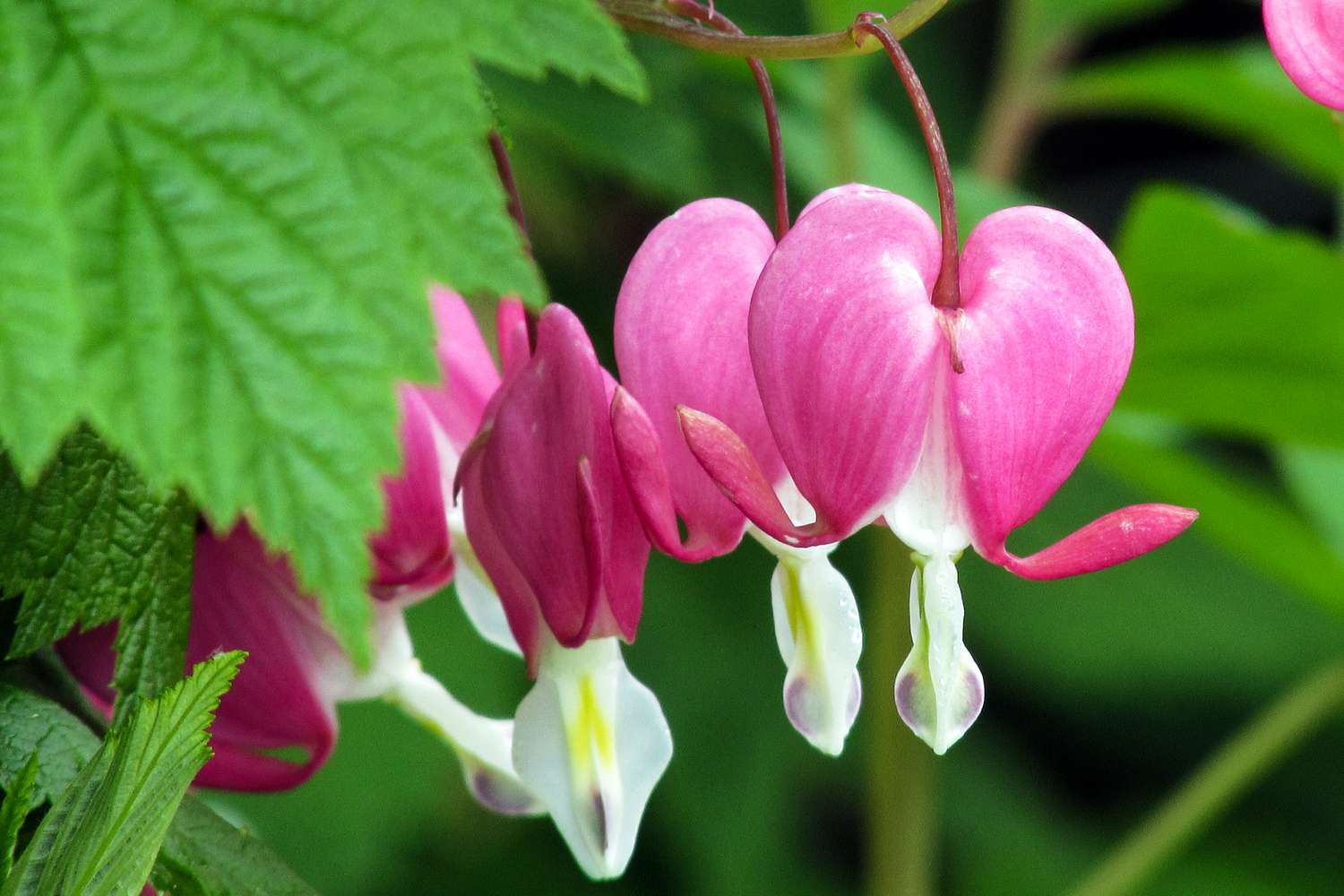 Dicentra eximia flowers